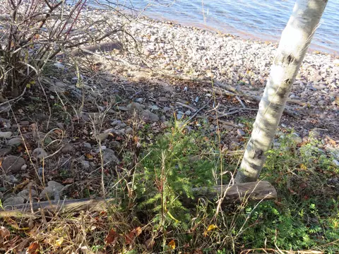 Tbd Pequaming, L'anse, MI 49946 photo 6