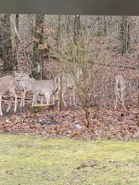 Other - 621 W Clarence, Harrison, MI 48625 photo 1 of 16