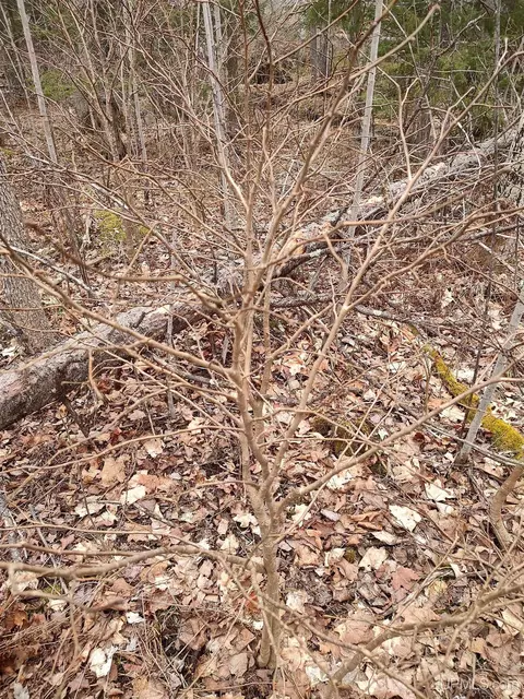 Tbd Skanee, L'anse, MI 49946 photo 30