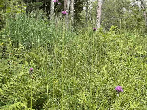 24 Acres Off Cooper Lk, Ishpeming, MI 49849 photo 9