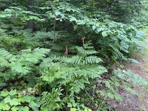 24 Acres Off Cooper Lk, Ishpeming, MI 49849 photo 7