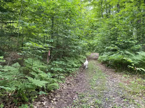24 Acres Off Cooper Lk, Ishpeming, MI 49849 photo 2