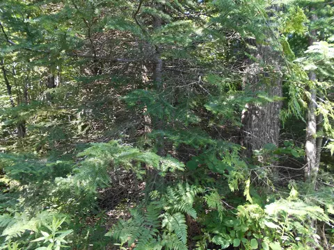 Tbd Lustila, Germfask, MI 49836 photo 4
