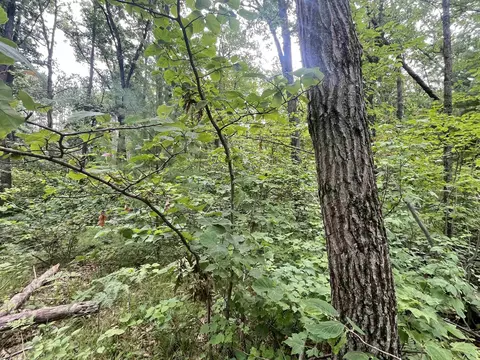 lot32 33 Grant, Harrison, MI 48625 photo 7