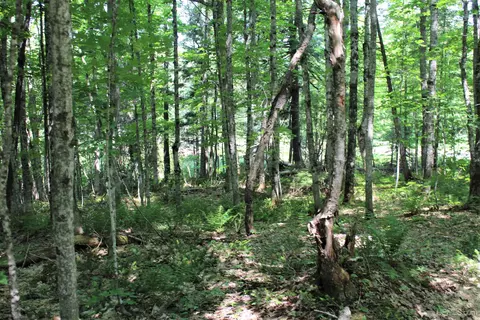 On W Shingleton, Shingleton, MI 49884 photo 17