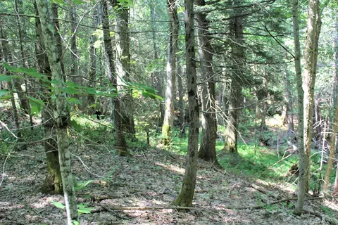 On W Shingleton, Shingleton, MI 49884 photo 19