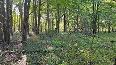 Baldwin, Chesaning, MI 48616 photo 11