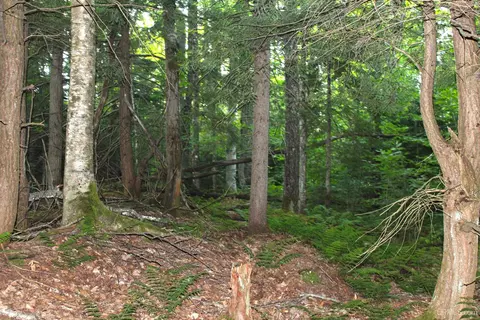 On E Shingleton, Shingleton, MI 49884 photo 30