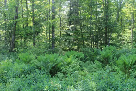 On E Shingleton, Shingleton, MI 49884 photo 14