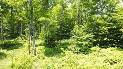 On E Shingleton, Shingleton, MI 49884 photo 20