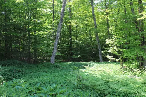 On E Shingleton, Shingleton, MI 49884 photo 18