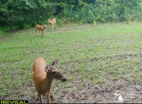 Other - 9659 Townsend, Maybee, MI 48159 photo 29 of 35