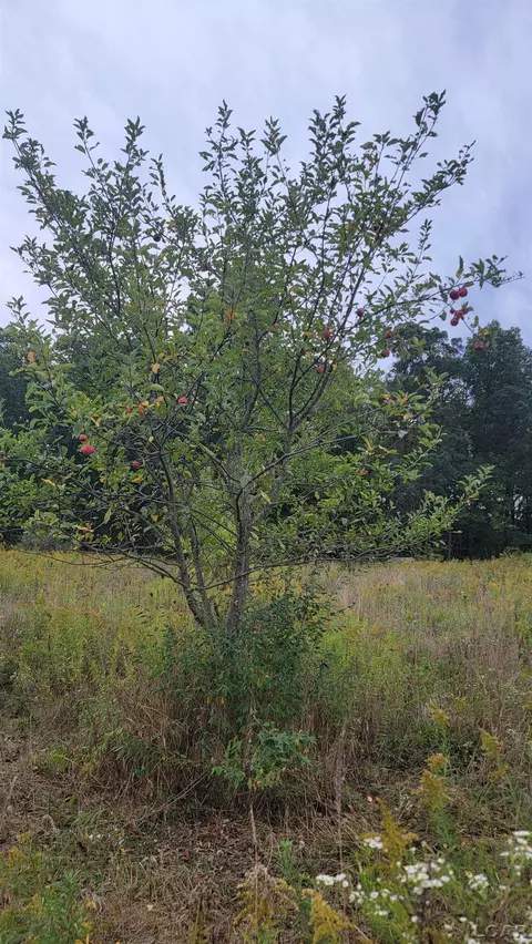 0 Mull, Tipton, MI 49287 photo 19