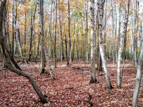 20 E Acres E Sun Oil, Gladwin, MI 48624 photo 3