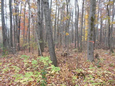 2035 Whitetail, Harrison, MI 48625 photo 4