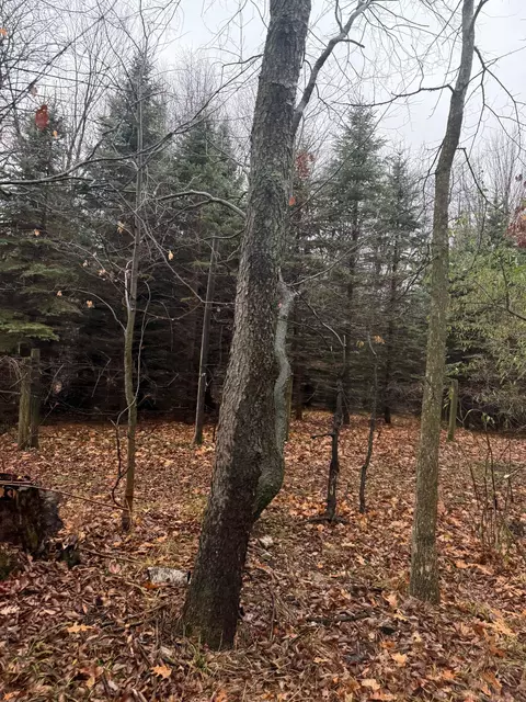 V/l S Sasse, Hemlock, MI 48626 photo 4