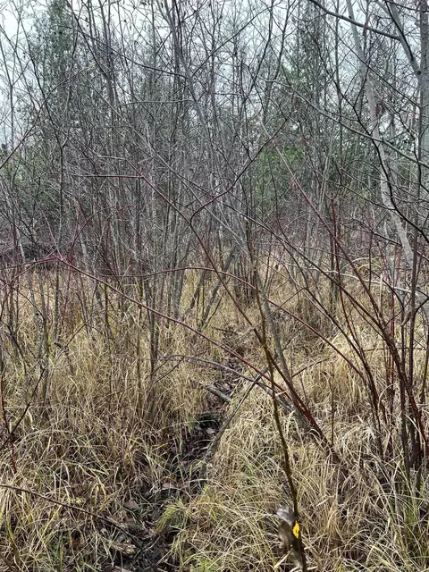 Long Rapids, Alpena, MI 49707 photo 24