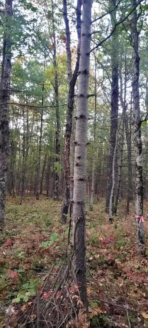 0 Old Cp, Manistee, MI 49660 photo 18
