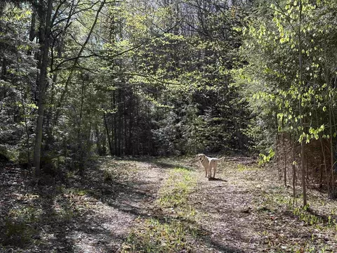 94 Acres Peter White, Deerton, MI 49822 photo 14
