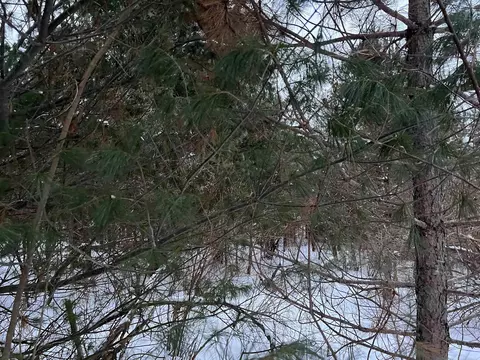 Goodrich, Herron, MI 49744 photo 9