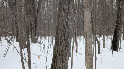 tbd Greenway, Frederic, MI 49733 photo 5
