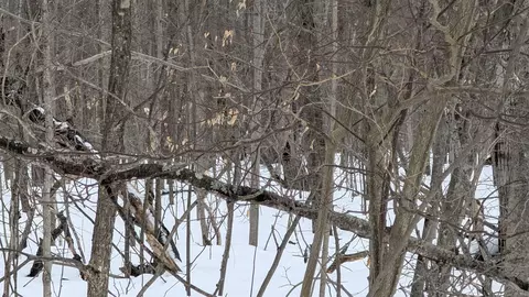 tbd Greenway, Frederic, MI 49733 photo 4