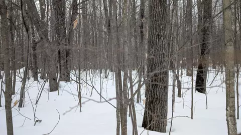 tbd Greenway, Frederic, MI 49733 photo 9