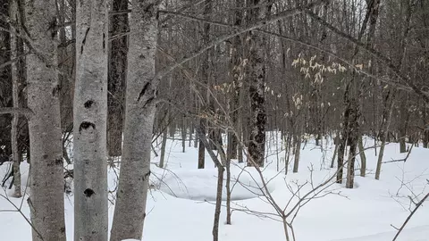 tbd Greenway, Frederic, MI 49733 photo 6