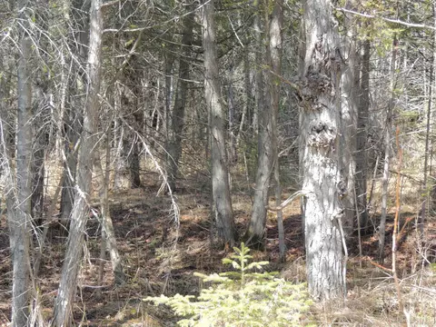 Undisclosed, Rapid River, MI 49878 photo 6