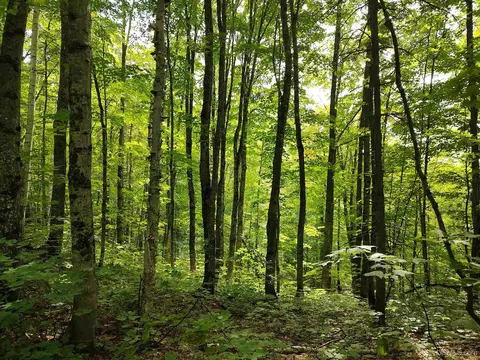 80 Acres County Road Gga, Ishpeming, MI 49849 photo 38