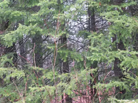 tbd Friday - Q1, Rapid River, MI 49878 photo 11