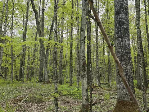 lot37 Yellow, Nisula, MI 49952
