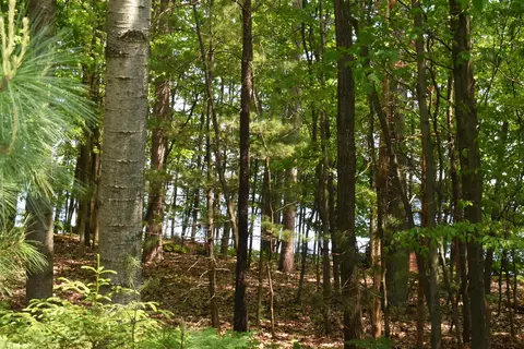 lot143 Buxton, Gladwin, MI 48624 photo 8
