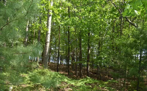 lot143 Buxton, Gladwin, MI 48624 photo 10
