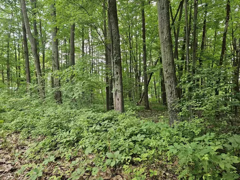 524 Coleman, Harrison, MI 48625 photo 8