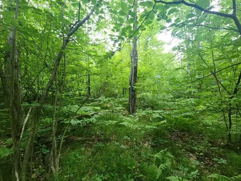 1 W Acre W Monroe, Harrison, MI 48625 photo 3