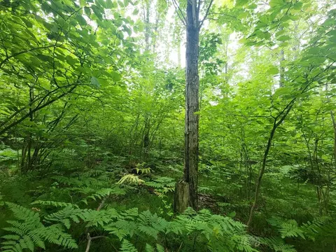 1 W Acre W Monroe, Harrison, MI 48625 photo 8