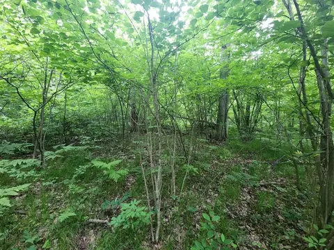 1 W Acre W Monroe, Harrison, MI 48625 photo 11
