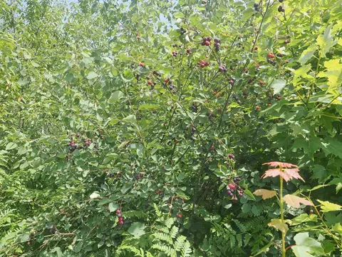 Other - 9976 S Salt Pt, Eckerman, MI 49728 photo 14 of 17
