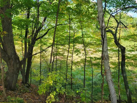 1 3 Acres White, Gladwin, MI 48624 photo 9