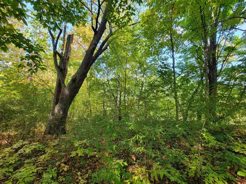 1 3 Acres White, Gladwin, MI 48624 photo 5