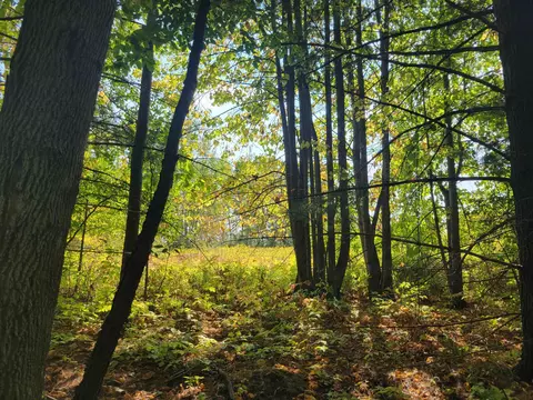 1 3 Acres White, Gladwin, MI 48624 photo 8