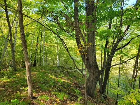 1 3 Acres White, Gladwin, MI 48624 photo 10