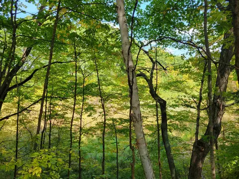 1 3 Acres White, Gladwin, MI 48624 photo 4