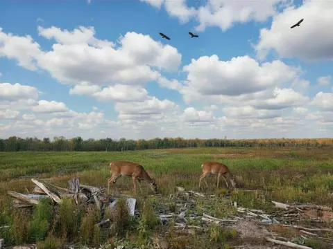 40 Acres, Harrison, MI 48625