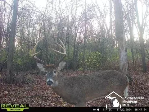 W Rauch, Temperance, MI 48182 photo 5