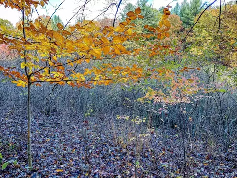 lot113 E Gladwin, Harrison, MI 48625 photo 12