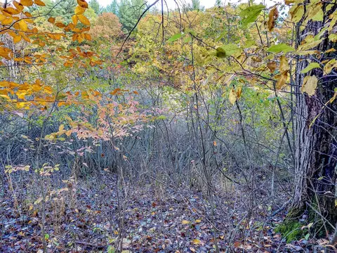 lot113 E Gladwin, Harrison, MI 48625 photo 13