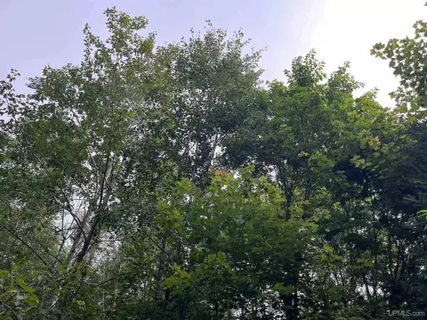 40 Acres Mcafee, Limestone, MI 49816
