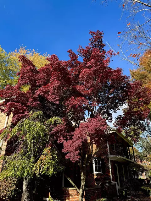 Exterior - 1003 Bedford, Grosse Pointe Park, MI 48230 photo 11 of 16